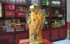 Cửa hàng bán nhân sâm tươi Hàn Quốc để ngâm rượu, hầm gà, ngâm mật ong tại Hà Nội, TP HCM