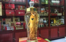 Địa chỉ cửa hàng bán bột sâm, trà sâm, viên sâm, sâm dành cho trẻ em tại Cao Bằng