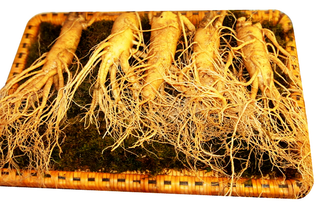 Cách nhận biết Nhân Sâm Hàn Quốc chính hãng