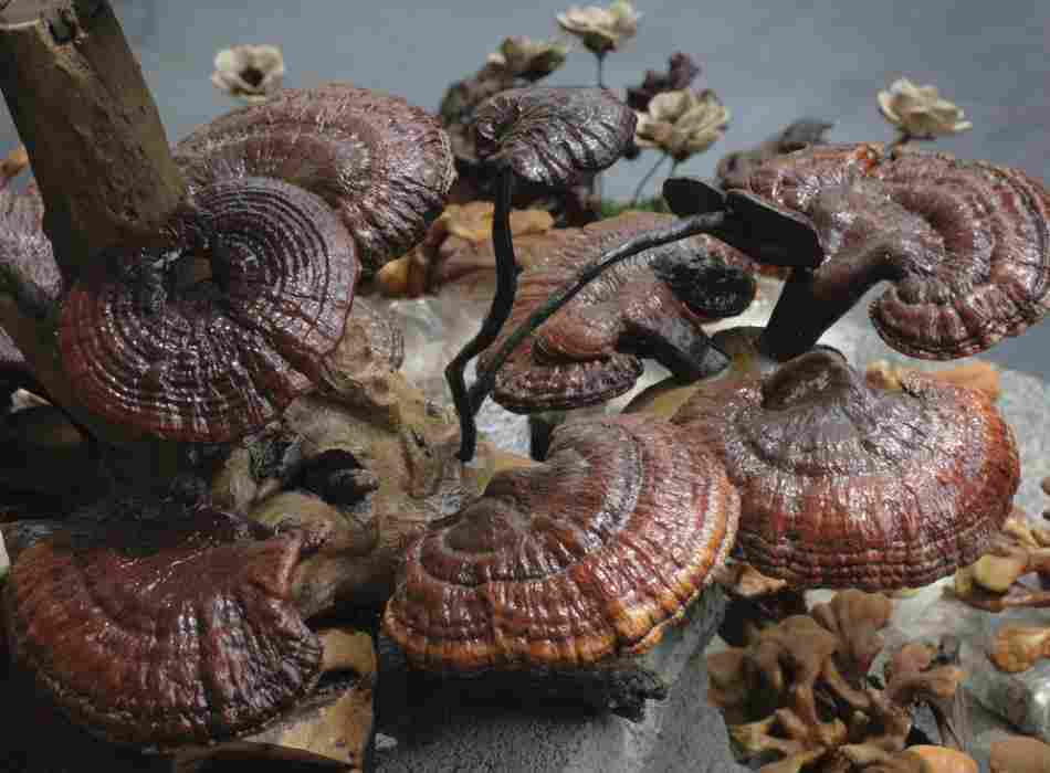 Địa chỉ cửa hàng nơi bán nấm lim xanh tự nhiên Tiên Phước Quảng Nam tại Cao Lãnh, Sa Đéc