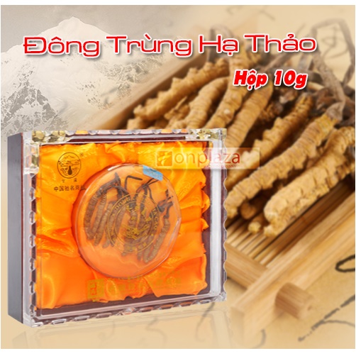 Địa chỉ cửa hàng bán đông trùng hạ thảo tây tạng nguyên con, viên đông trùng, cao đông trùng, nước đông trùng hạ thảo Han Quốc chính hãng uy tín tại Vị Thanh, Phủ Lý