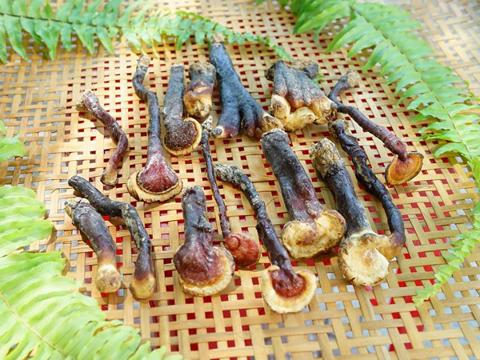 Địa chỉ cửa hàng nơi bán nấm lim xanh tự nhiên Tiên Phước Quảng Nam tại Tân An, Rạch Giá