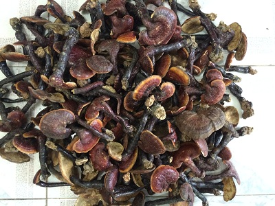 Địa chỉ cửa hàng nơi bán nấm lim xanh tự nhiên Tiên Phước Quảng Nam tại Sầm Sơn, Đông Hà