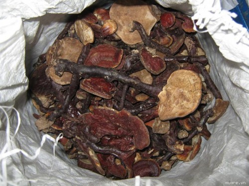 Địa chỉ cửa hàng nơi bán nấm lim xanh tự nhiên Tiên Phước Quảng Nam tại Pleiku, Quy Nhơn