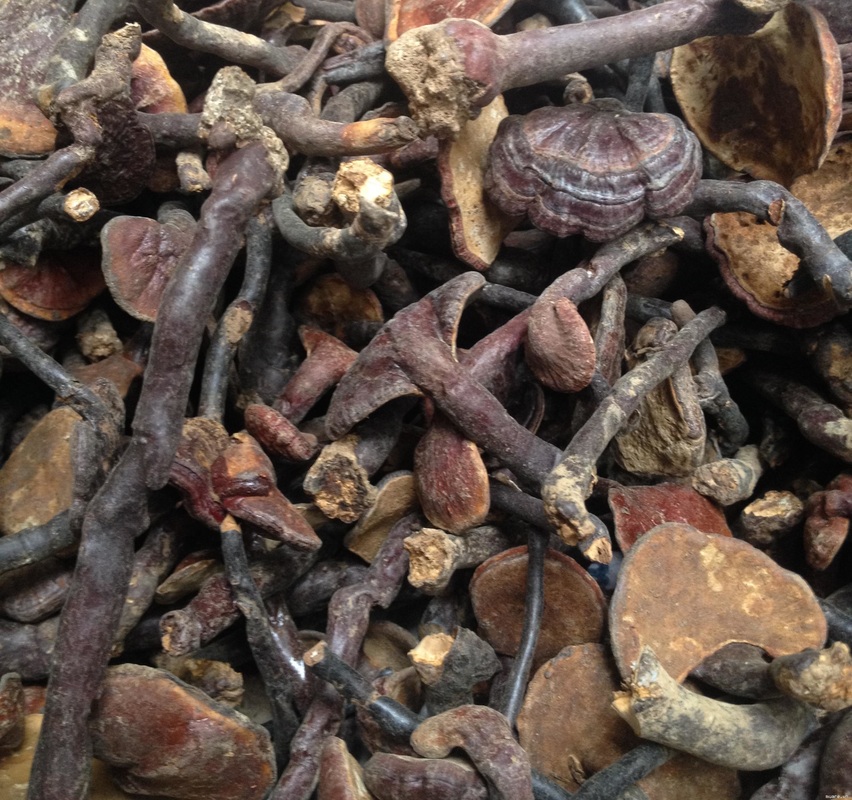 Địa chỉ cửa hàng nơi bán nấm lim xanh tự nhiên Tiên Phước Quảng Nam tại Móng Cái, Uông Bí