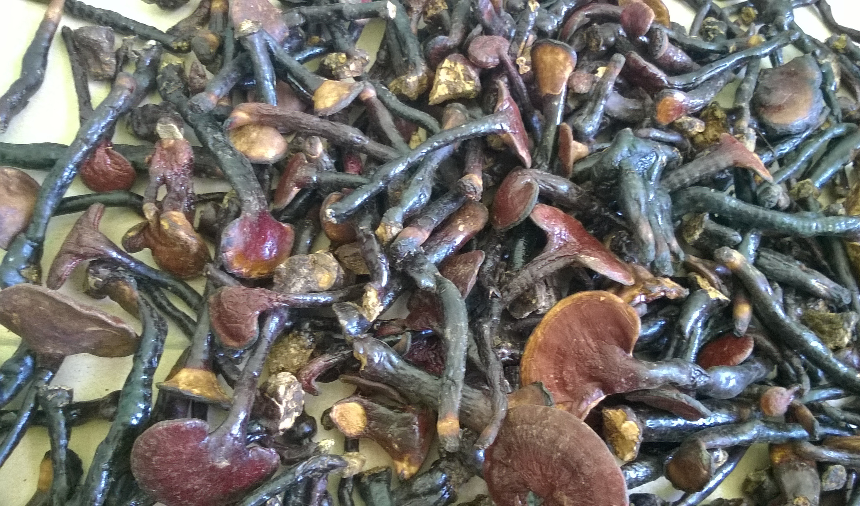 Địa chỉ cửa hàng nơi bán nấm lim xanh tự nhiên Tiên Phước Quảng Nam tại Bà Rịa, Châu Đốc, Long Xuyên