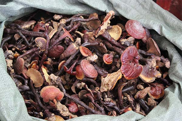 Địa chỉ cửa hàng nơi bán nấm lim xanh tự nhiên Tiên Phước Quảng Nam tại Mỹ Tho, Sông Công