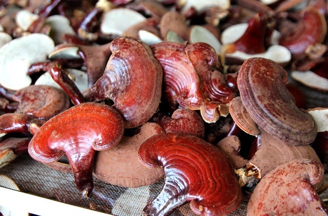 Địa chỉ cửa hàng nơi bán nấm lim xanh tự nhiên Tiên Phước Quảng Nam tại Đồng Hới, Tuy Hòa