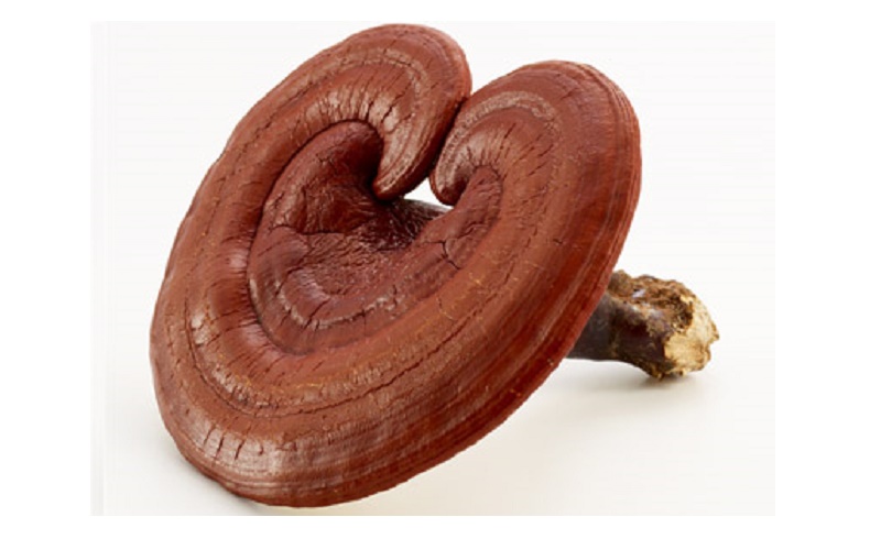 Địa chỉ cửa hàng bán nấm linh chi hàn quốc nấm linh chi đỏ, linh chi vàng, linh chi núi đá chính hãng uy tín tại Vị Thanh, Phủ Lý