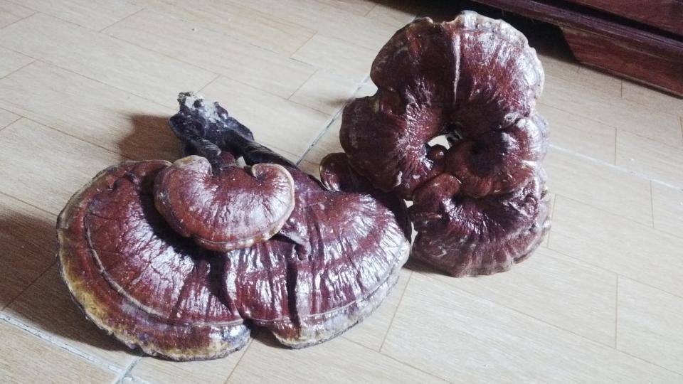 Địa chỉ cửa hàng nơi bán nấm lim xanh tự nhiên Tiên Phước Quảng Nam tại Việt Trì, Phan Rang Tháp Chàm