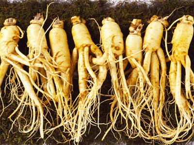 Sâm và những điều cần biết