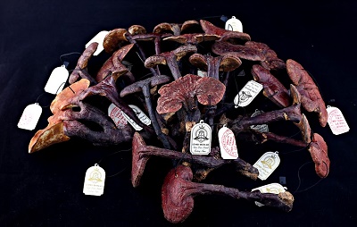 Thành phần dược tính và công dụng của nấm lim xanh Tiên Phước Quảng Nam