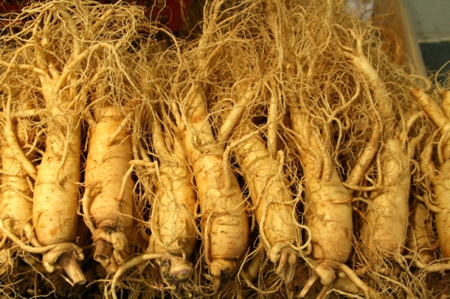 Tăng cân hiệu quả với nhân sâm