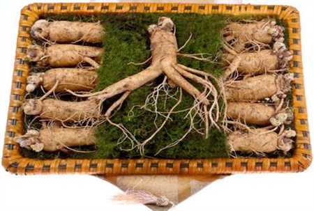 Nhân biết các loại sâm Hàn Quốc và Sâm Mỹ