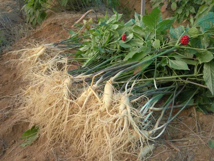 Thông tin khoa học về cây thuốc nhân sâm