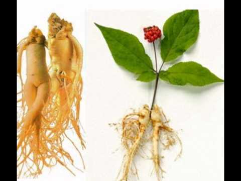 Hoa và quả sâm tươi Hàn Quốc làm gì?