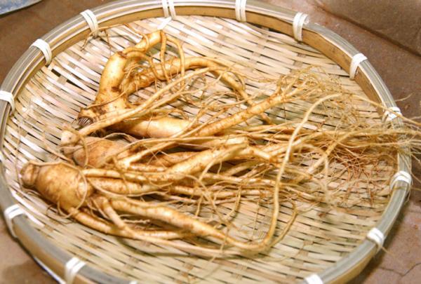 Tác dụng của củ nhân sâm hàn quốc và sâm hàn quốc ngâm rượu