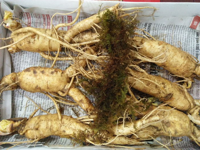 Tác dụng ít người biết của củ nhân sâm Hàn Quốc