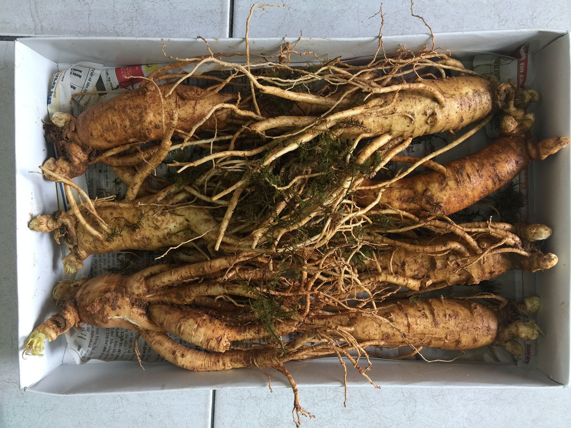 Đại lý phân phối Nhân sâm Hàn Quốc tại tỉnh Trà Vinh, Tuyên Quang, Vĩnh Long, Vĩnh Phúc, Yên Bái