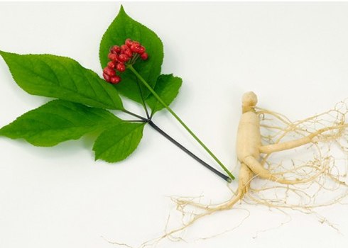 Tìm hiểu quả sâm tươi và hoa sâm Hàn Quốc