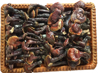 Địa chỉ cửa hàng nơi bán nấm lim xanh tự nhiên Tiên Phước Quảng Nam tại huyện Thanh Oai, Mỹ Đức, Ứng Hoà