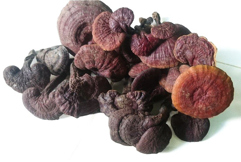 Địa chỉ cửa hàng nơi bán nấm lim xanh tự nhiên Tiên Phước Quảng Nam tại tỉnh Bình Phước, Bình Thuận, Cà Mau