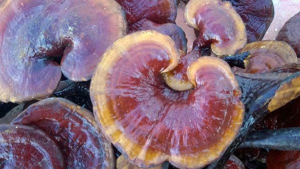 Địa chỉ cửa hàng nơi bán nấm lim xanh tự nhiên Tiên Phước Quảng Nam tại quận Ba Đình, Hoàn Kiếm, Hai Bà Trưng