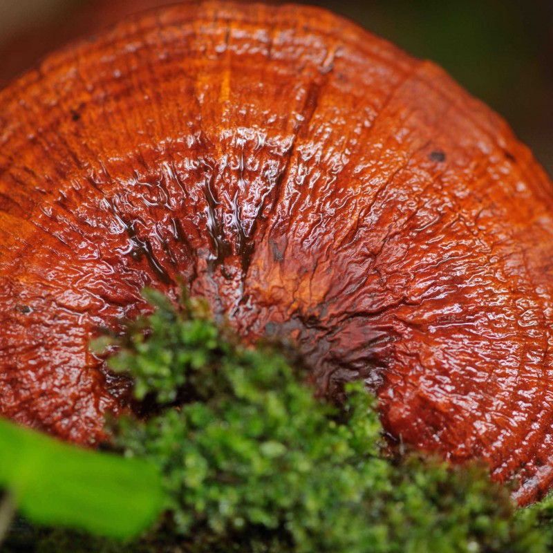 Địa chỉ cửa hàng nơi bán nấm lim xanh tự nhiên Tiên Phước Quảng Nam tại huyện Thường Tín, Phú Xuyên, Mê Linh