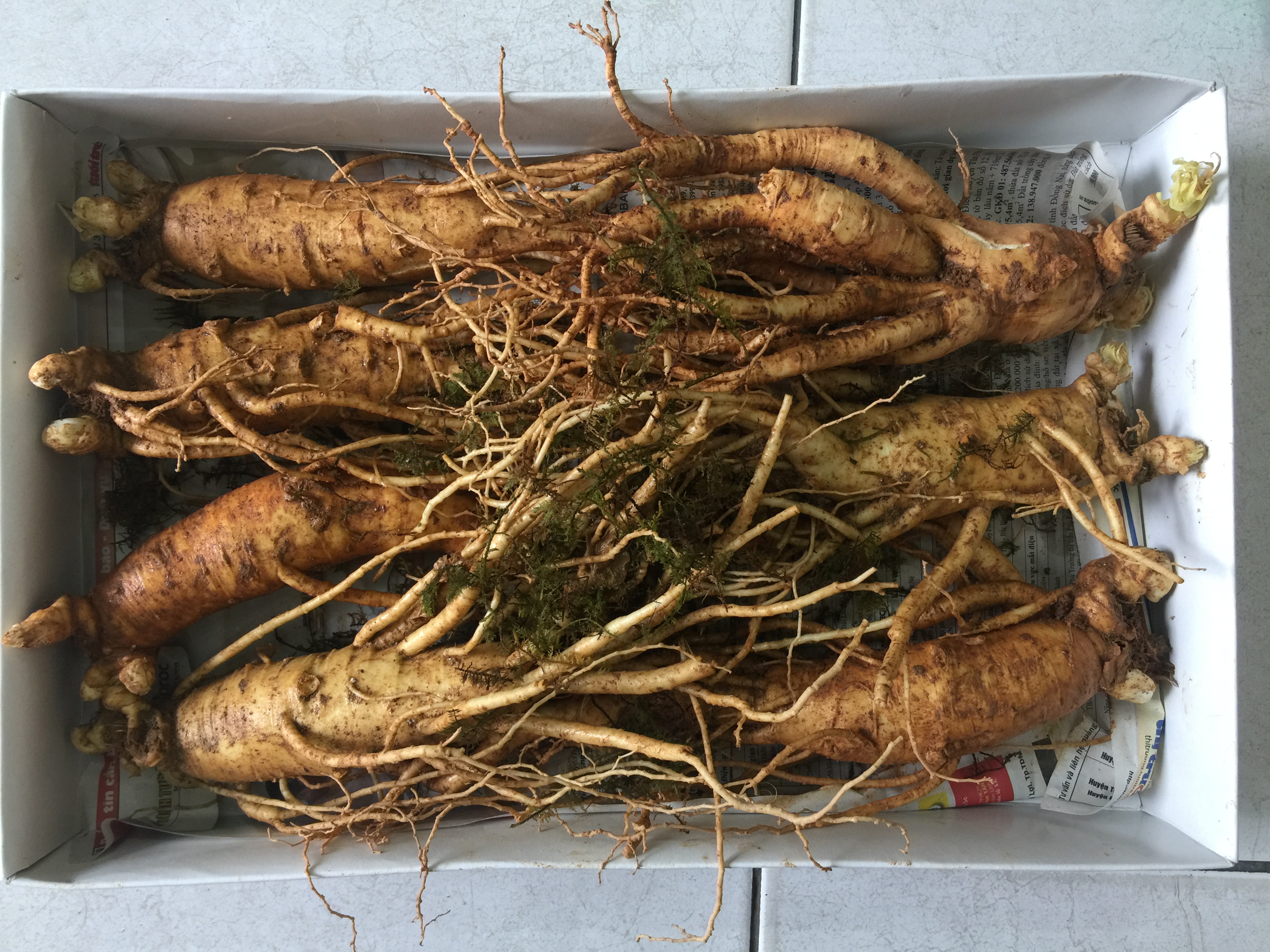 Đại lý phân phối Nhân sâm Hàn Quốc tại Bà Rịa, Châu Đốc, Long Xuyên