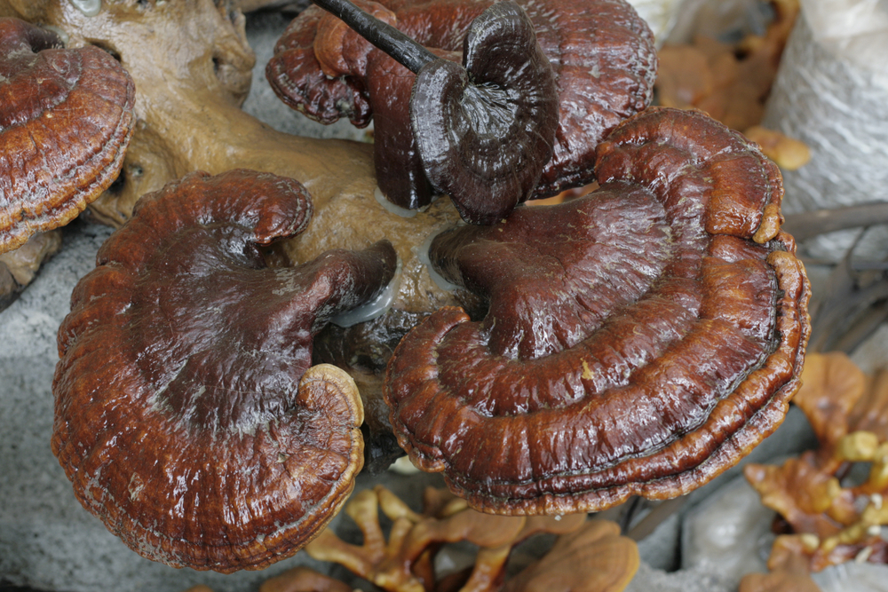 Địa chỉ cửa hàng nơi bán nấm lim xanh tự nhiên Tiên Phước Quảng Nam tại tỉnh Vĩnh Long, Vĩnh Phúc, Yên Bái, Phú Yên