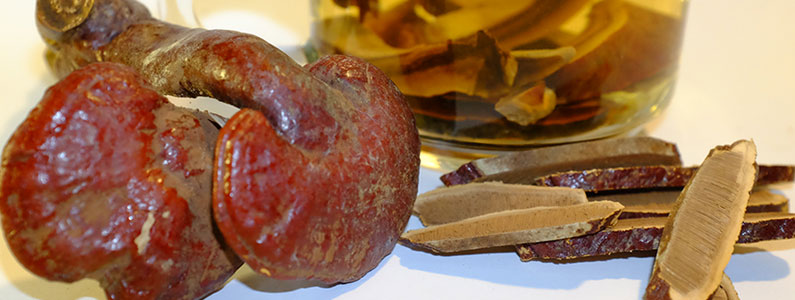 Địa chỉ cửa hàng nơi bán nấm lim xanh tự nhiên Tiên Phước Quảng Nam tại Hà Nội, TP HCM