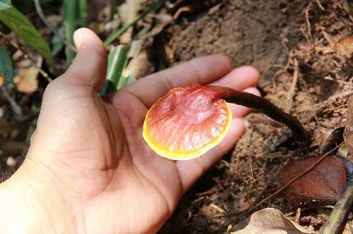 Địa chỉ cửa hàng nơi bán nấm lim xanh tự nhiên Tiên Phước Quảng Nam tại huyện Nhà Bè, Cần Giờ