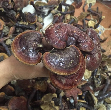 Địa chỉ cửa hàng nơi bán nấm lim xanh tự nhiên Tiên Phước Quảng Nam tại quận 1, quận 2, quận 3