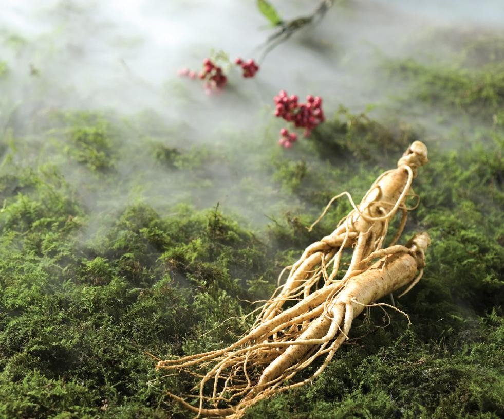 Những tác dụng phụ khi sử dụng Sâm tươi hàn quốc