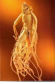 Quan niệm sai lầm về nhân sâm tươi Hàn Quốc