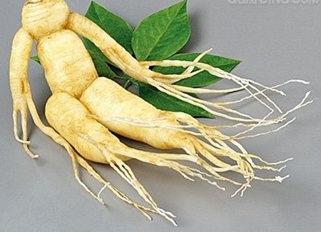 Sâm tươi với những công dụng hữu ích mang lại