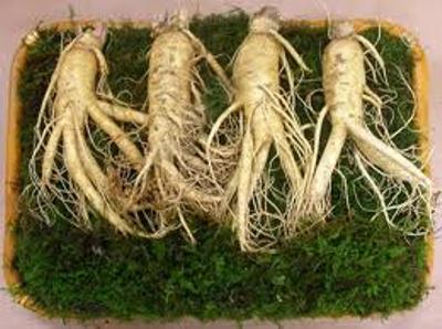 Cách sử dụng nhân sâm tươi Hàn Quốc