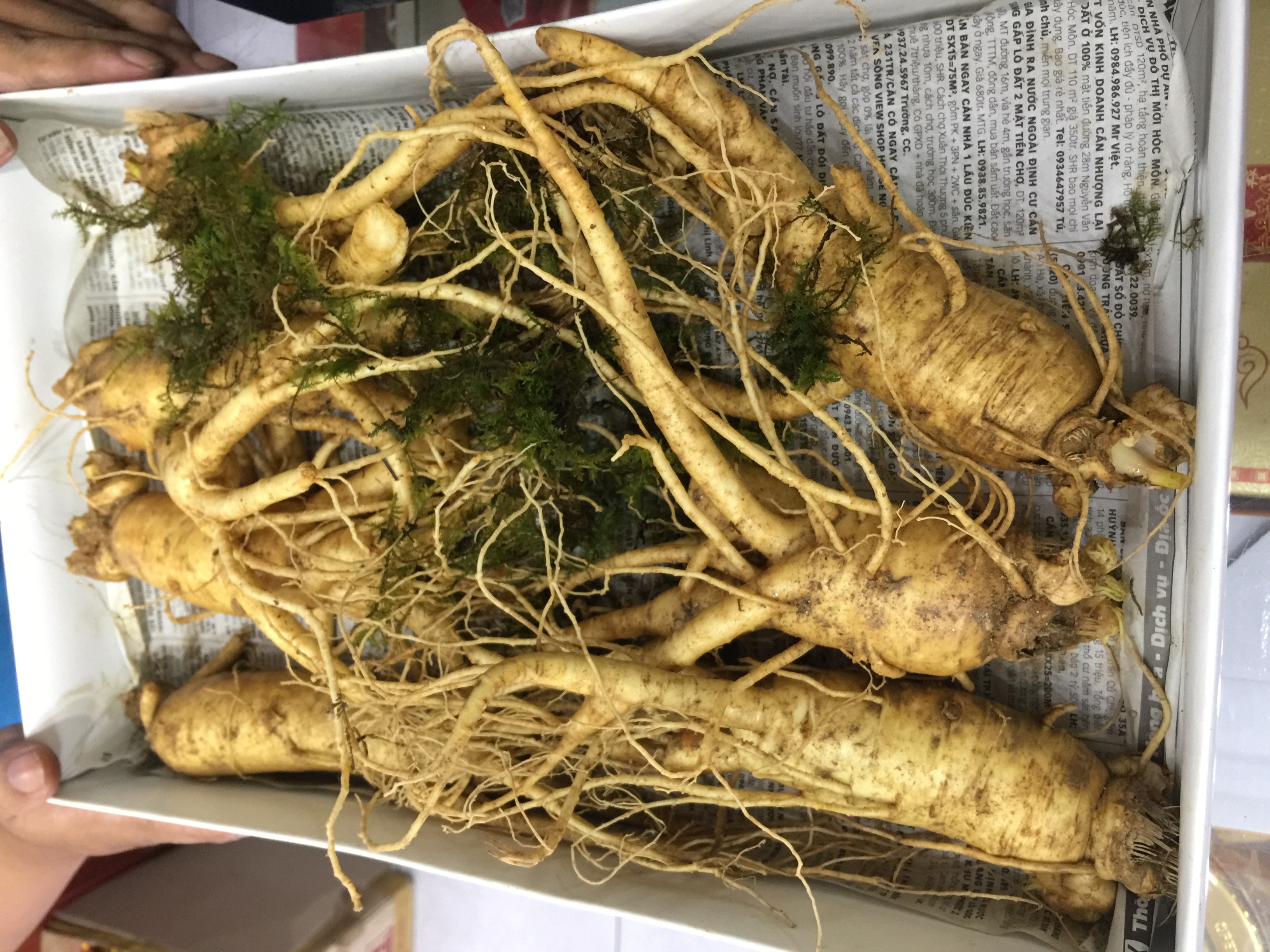 Địa chỉ cửa hàng bán hồng sâm Hàn Quốc, cao sâm, sâm tẩm mật ong, nước sâm tại Cà Mau