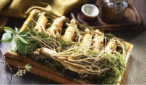 Sâm nước Hàn Quốc tốt cho những ai?
