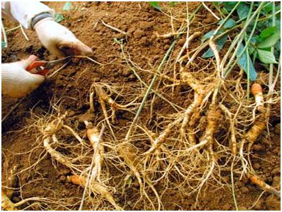 Cách phân biệt nhân sâm thật và giả