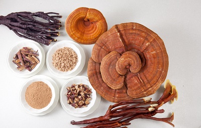 Nơi bán nấm linh chi đỏ tốt nhất tại TPHCM và Hà Nội