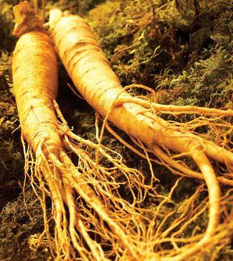 Sử dụng củ sâm còn tươi có tốt cho sức khoẻ con người ?