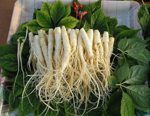 Những lưu ý cần biết khi sử dụng củ sâm tươi