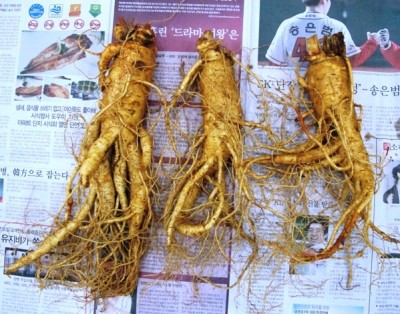 Hướng dẫn bảo quản nhân sâm khô và tươi Hàn Quốc được lâu
