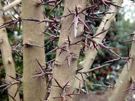 Bồ kết điều trị kiết lỵ, sưng vú, táo bón, ho rất hiệu quả