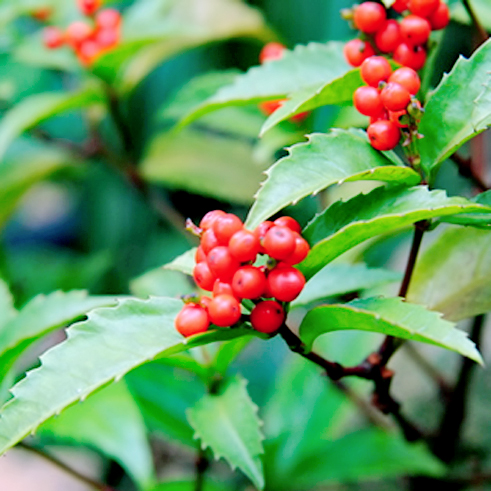 Cây sói rừng điều trị đau nhức xương khớp, giải độc