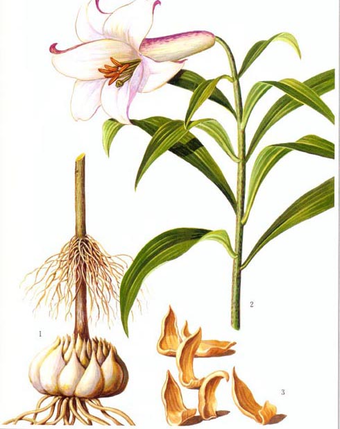 Củ bách hợp thuốc nam chữa viêm phế quản hiệu quả