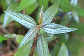 Cây bọ mắm chữa ho lâu năm, viêm phế quản mãn tính cực kỳ hiệu quả