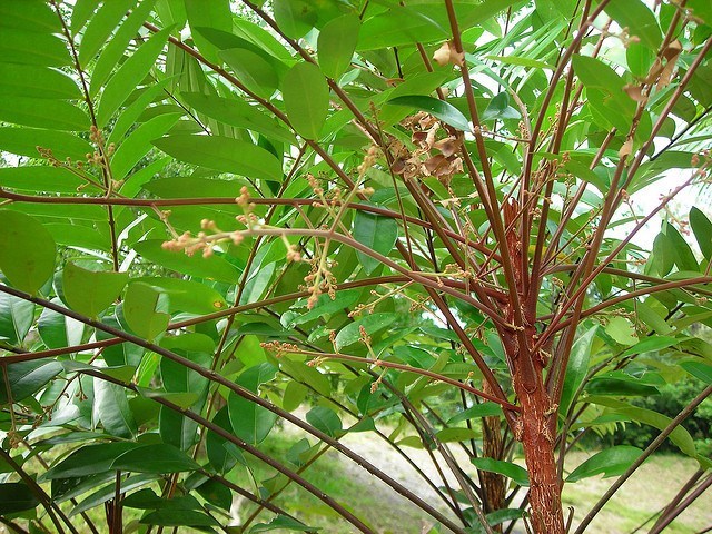 Cây mật nhân- thần dược điều trị bách bệnh.