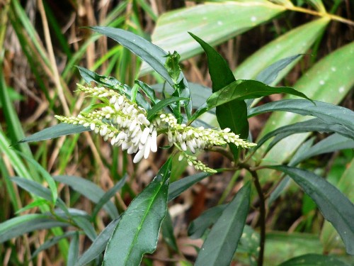 Viễn chí là gì và có công dụng ra sao?